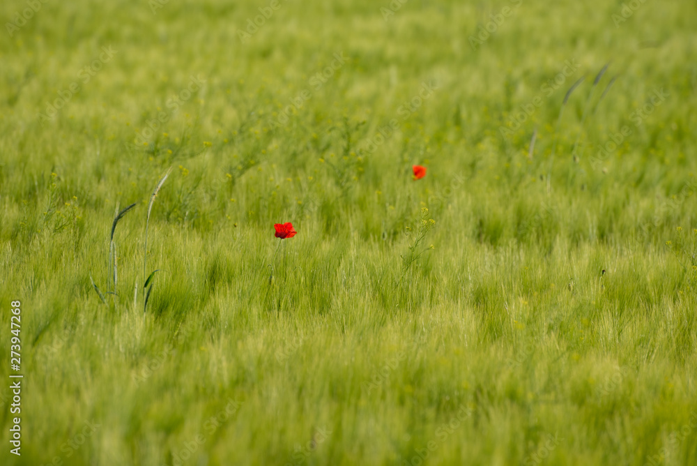 Wall mural Colorful blooming poppy in the green wheat field