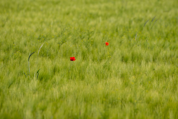 Colorful blooming poppy in the green wheat field