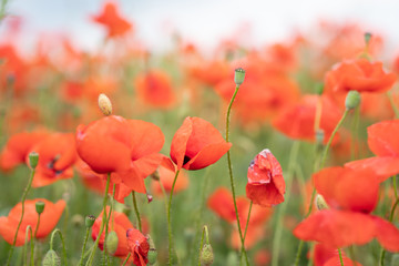 poppy field of poppies