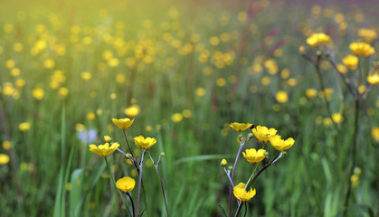 Buttercups, grass and insects are enjoying the sunset on the meadow.