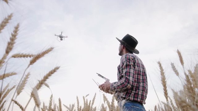 Farmer work with drone in summer wheat fields