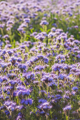 Naklejka premium Blossoming bee pasture in the sunlight. Violet-flowering Phacelia. Meadow flowers that bloom purple and blue. Photo suitable as a wall decoration