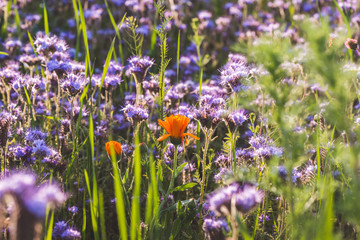 Herb meadow with purple blooming phacelia and orange calendula officinalis. Meadow flowers photographed purple and blue and orange blossom Landscape format