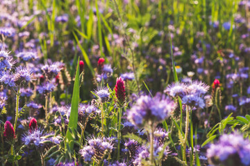 Obraz premium Colorful flowering meadow with purple blooming phacelia and dark red flowering clover. Meadow flowers photographed landscape format suitable as wall decoration in wellness areas, spa and hotel area