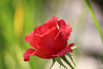 Fototapeta premium Rose01