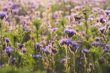 Violet-flowering Phacelia. Meadow flowers purple and blue blossom photographed against the setting sun. Photo suitable as a wall decoration in the spa and wellness area