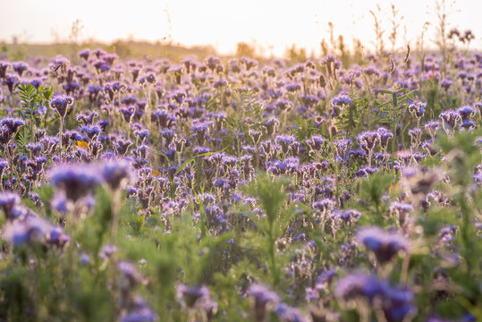 Violet-flowering Phacelia. Meadow flowers purple and blue blossom photographed against the setting sun. Photo suitable as a wall decoration in the spa and wellness area