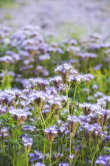 Violet-flowering Phacelia. Meadow flowers that bloom purple and blue. Photo suitable as a wall decoration