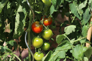 Tomaten