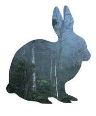 Hare, double exposure on white background