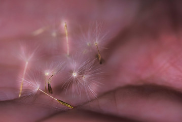 Dandelion's little fluffs in a hand, close up