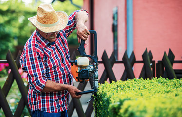 Gardening. Senior man trimming hedge in the yard with pruning tools. Hobbies and leisure