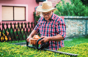 Gardening. Senior man trimming hedge in the yard with pruning tools. Hobbies and leisure