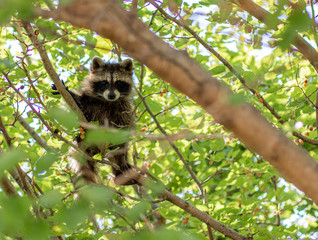 Baby raccoon in tree