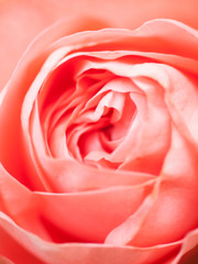 Fototapeta na wymiar Abstract macro shot of beautiful pink rose flower. Floral background with soft selective focus, shallow depth of field.
