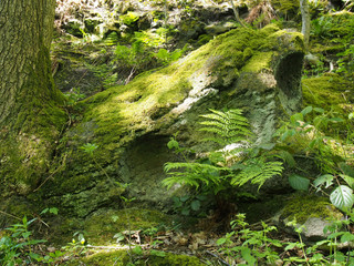 green moss and lichen covered rock surrounded by ferns and plants in bright spring sunlight on a forest floor