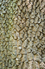  tree bark texture