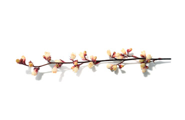 Branch with small pink flowers.