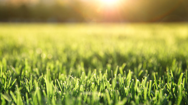 Close up of freshly cutting grass on the green lawn or field with sun beam, soft focus, free space. 