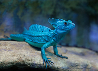 blue little lizard in terrarium