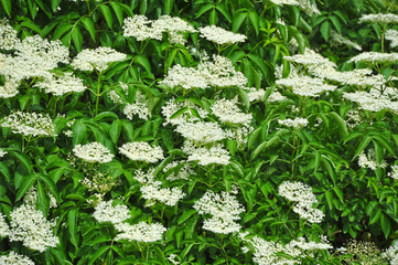 White elderberry blossom