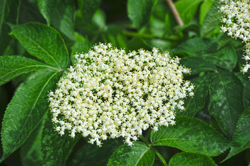 White elderberry blossom