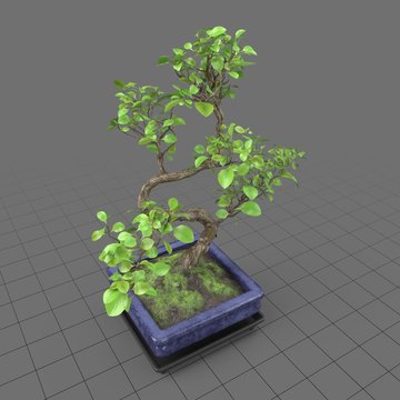 Bonsai tree 3