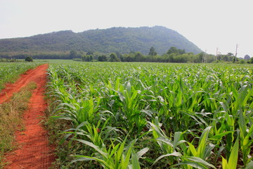 Green corn field of farm on blue sky and background on mountain sunset.