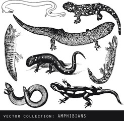 vector illustration of amphibians on white background
