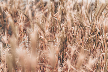 Fototapeta premium field of wheat in warm colors