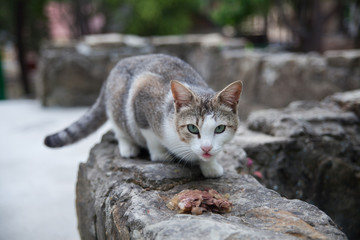 Portrait of a cat with green eyes taken while eating