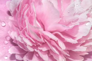 Light gentle pink background from peony petals. Peony flower in dew drops close-up, macro. Pink flower.