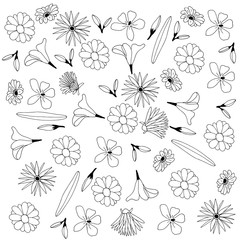 White white flower ornament. Coloring with space for text.