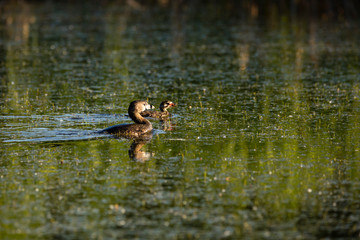 Pied-billed grebe in spring plumage floating in profile in lake with chick against reflection of green vegetation during an early morning, Léon-Provancher Marsh, Neuville, Quebec, Canada