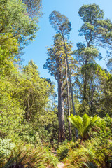 Brown Top Stringybark Tree