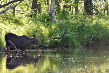 Alaska moose in pond
