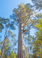 Fototapeta premium Brown Top Stringybark Tree