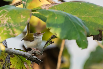 Common Tailorbird (Orthotomus sutorius) race 