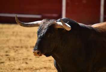 bull in spain running in bullring