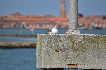 gull  in Venice,sea mew
