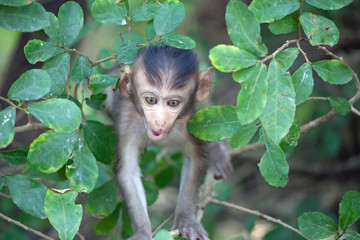 可愛いサル