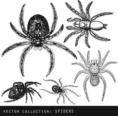 set of vector illustrations of black spiders
