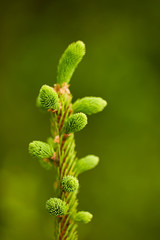 Fir buds macro