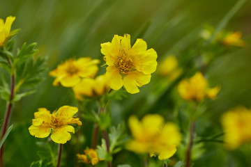 Celandine flowers on mountain