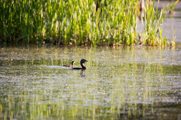 Pied-billed grebe in spring plumage floating in profile in lake with chick among reeds during an early morning, Léon-Provancher Marsh, Neuville, Quebec, Canada