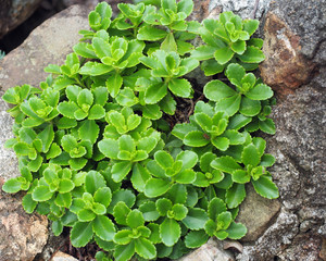 Plants Growing in Rock
