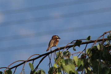 Birds