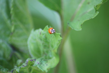 Marienkäfer