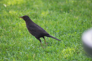 Amsel