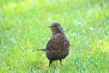 Amsel